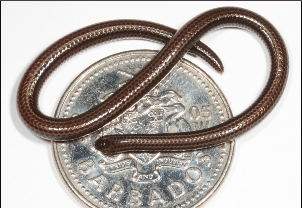 Close-up of the tiny Barbados threadsnake (Tetracheilostoma carlae) resting on a leaf after rediscovery in Barbados.