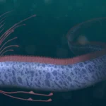 oarfish doomsday fish